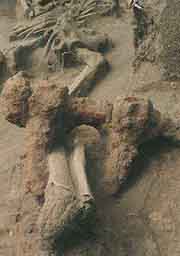 skeleton in chains, presumably Inka prisoner