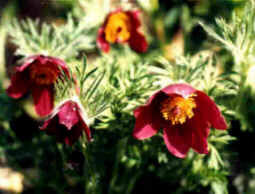 Pulsatillaris  vulgaris 'Rubra'