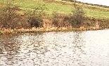 To Large View of the Niffany Site (1)