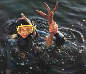 Tybrind Vig Stone Age site, diver Michael T�nning, photo by Ole Malling