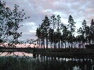 Vid Furudal