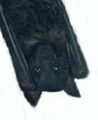 bat