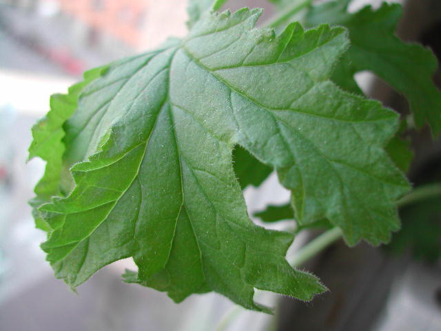 Rosengeranium