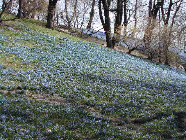 Scilla