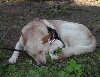 Sovande hund