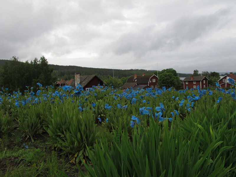 Meconopsis Lingholm