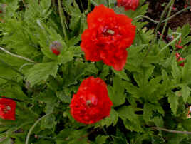 Meconopsis cambrica 'Muriel Brown'