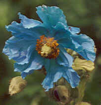 Meconopsis betonicifolia