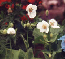 Meconopsis betonicifolia 'Alba'