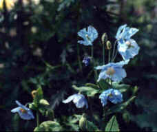 Meconopsis betonicifolia