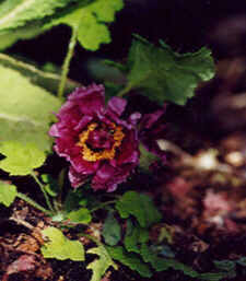 Meconopsis aculeata