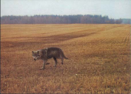 Varg på Marieberg